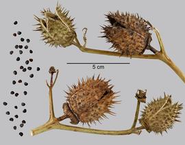   Fruits, seeds:   Datura stramonium ; Photo by D. Walters and L. Seastone, USDA APHIS PPQ, imageID.idtools.org
